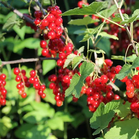 In Boltenhagen In Strandnaehe Apartmán *